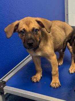 26-303 Bud -  Hound Dog for Adoption in Tarboro, North Carolina - 26-303 Bud | PetCurious