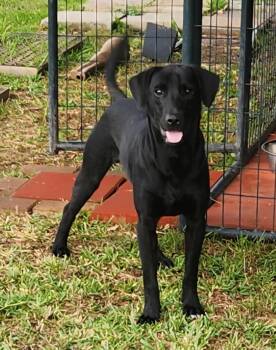 Rescue Black Labrador Retriever Dogs for Adoption in Catlettsburg, Kentucky - Jett | PetCurious