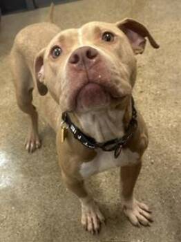 Dudley -  Pit Bull Terrier Dog for Adoption in Cleveland, Ohio - Dudley | PetCurious