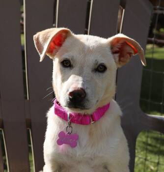 Labrador Retriever Dogs Available for Adoption in Southlake, Texas - Harriet | PetCurious