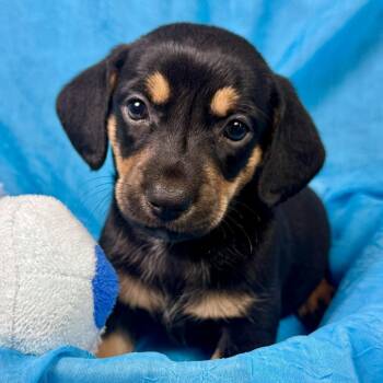 Milk Dud -my mom is a Schnauzer - Dad must have been a Dachshund -  Schnauzer and Dachshund Dog for Adoption in Hondo, Texas - Milk Dud -my Mom Is A Schnauzer - Dad Must Have Been A Dachshund | PetCurious