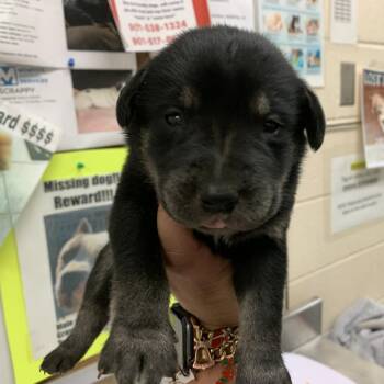 Mixed Breed Dogs Available for Adoption in Memphis, Tennessee - Apricot | PetCurious