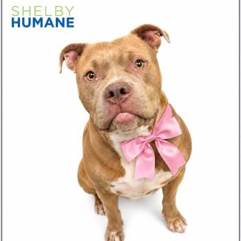 Peanut Butter(Foster for the Heat) -  Mixed Breed Dog for Adoption - Peanut Butter(Foster For The Heat) | PetCurious