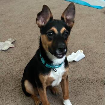 Rottweiler and Labrador Retriever Dogs Available for Adoption - Queso D11329 *Arriving 6/6* | PetCurious