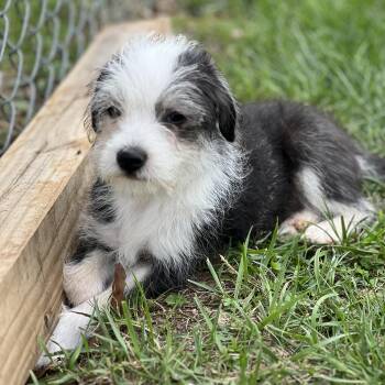 Miniature Poodle and Terrier Dogs Available for Adoption in Greensboro, North Carolina - Kevin | PetCurious