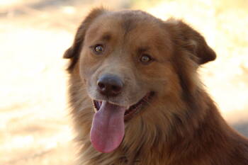 Rescue Golden Retriever Dogs for Adoption in El Centro, California - Carmine | PetCurious