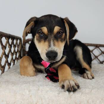 Australian Shepherd Dogs Available for Adoption in Fort Wayne, Indiana - Kevin Jonas | PetCurious