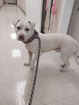 Terrier Dogs Available for Adoption - Daisy | PetCurious