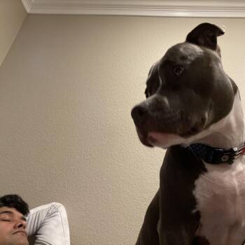 Pit Bull Terrier Dogs Available for Adoption in Dallas, Texas - Nugget | PetCurious