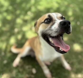 SNOOPY -  Beagle and Mixed Breed Dog for Adoption in Texas City, Texas - SNOOPY | PetCurious