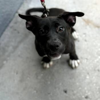 NOVA - Foster or Adopter needed -  Labrador Retriever Dog for Adoption in Largo, Florida - NOVA - Foster Or Adopter Needed | PetCurious