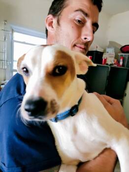 Rescue Dachshund and Jack Russell Terrier Dogs for Adoption in Lacey Township, New Jersey - George | PetCurious