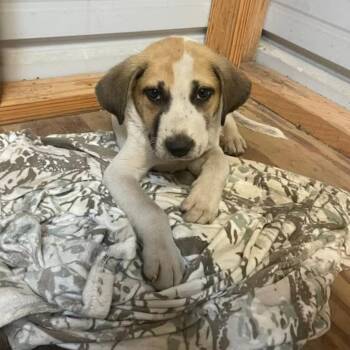 McCarty -  Coonhound and Mixed Breed Dog for Adoption in Beaumont, Texas - McCarty | PetCurious