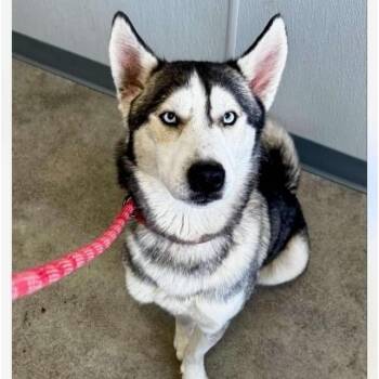 Husky Dogs Available for Adoption - Zoom | PetCurious
