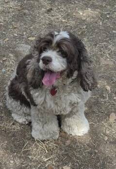 Adelaide -  Cocker Spaniel Dog for Adoption in Jamestown, California - Adelaide | PetCurious