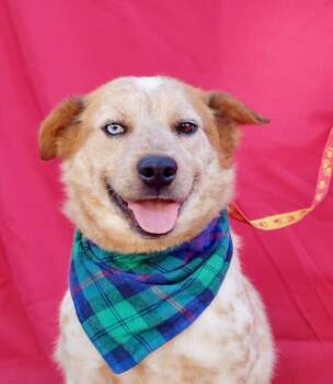 Rescue Australian Shepherd and Cattle Dog Dogs for Adoption in Rowland Heights, California - JASPER | PetCurious