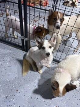Celeste -  Mixed Breed Dog for Adoption in Georgetown, South Carolina - Celeste | PetCurious