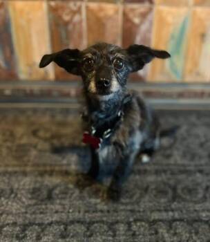 Yorkie Poo Dogs Available for Adoption in Merrillville, Indiana - Potato Cakes | PetCurious