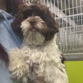 Shih Tzu and Poodle Dogs Available for Adoption in Spokane, Washington - Stella | PetCurious