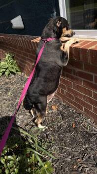 26-489 Onyx -  Chihuahua and Mixed Breed Dog for Adoption in Barnesville, Georgia - 26-489 Onyx | PetCurious