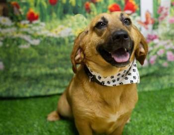 Basset Hound and Labrador Retriever Dogs Available for Adoption in Petaluma, California - Rosie | PetCurious