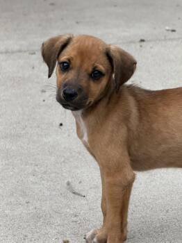 Wilma -  Mixed Breed Dog for Adoption in Hillside, Illinois - Wilma | PetCurious