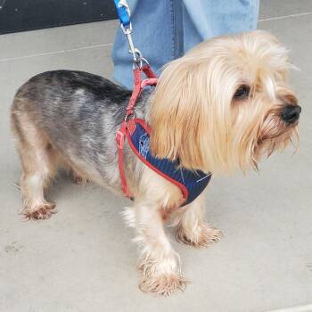 Yorkshire Terrier Dogs Available for Adoption in Chattanooga, Tennessee - Smokie | PetCurious