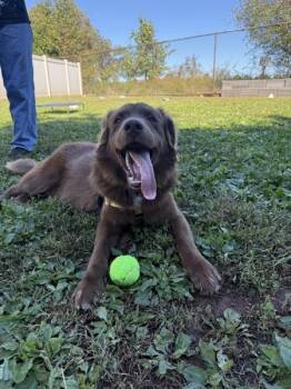 Ducky -  Nova Scotia Duck Tolling Retriever Dog for Adoption in Montgomery, New Jersey - Ducky | PetCurious