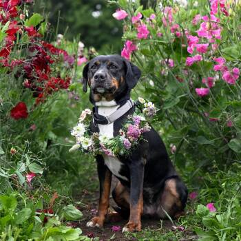 Rescue American Staffordshire Terrier Dogs for Adoption in Ferndale, Washington - Starla | PetCurious