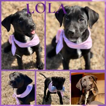 Black Labrador Retriever Dogs Available for Adoption - Lola | PetCurious