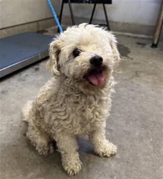 A884680 -  Maltese and Poodle Dog for Adoption in Camarillo, California - A884680 | PetCurious