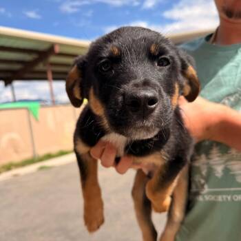 Sheldon -  Terrier and Mixed Breed Dog for Adoption in Pagosa Springs, Colorado - Sheldon | PetCurious