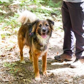 Roo -  Collie and Mixed Breed Dog for Adoption in Hopkinton, Massachusetts - Roo | PetCurious