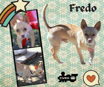 Rescue Terrier and Chihuahua Dogs for Adoption in Lindsay, California - Fredo | PetCurious