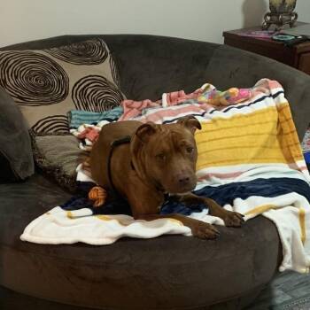 Rescue Mixed Breed Dogs for Adoption in Myrtle Beach, South Carolina - Fiona | PetCurious