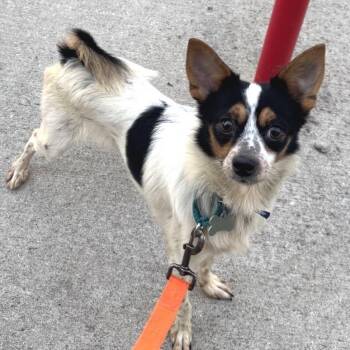 Jack -  Mixed Breed Dog for Adoption in Skokie, Illinois - Jack | PetCurious