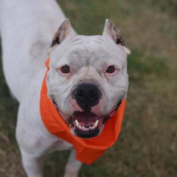 WINNIE -  American Staffordshire Terrier Dog for Adoption in San Antonio, Texas - WINNIE | PetCurious