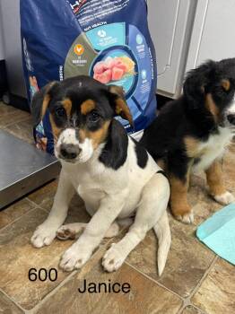Australian Shepherd Dogs Available for Adoption - Sugar (FKA Janice) | PetCurious