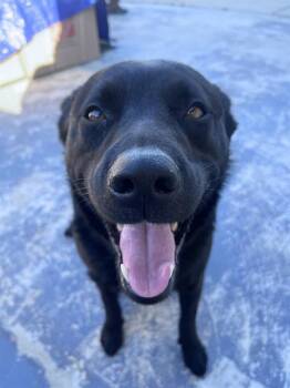 German Shepherd Dog and Mixed Breed Dogs Available for Adoption in Camarillo, California - DELILAH | PetCurious