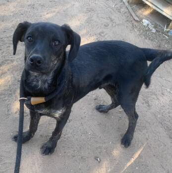 Rescue Terrier and Chihuahua Dogs for Adoption in Chinle, Arizona - Darth | PetCurious