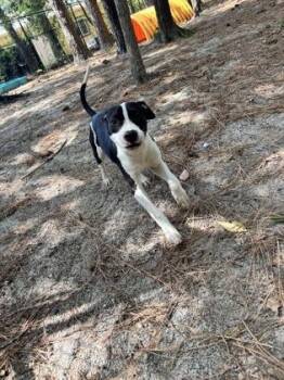 Sisqo -  Mixed Breed Dog for Adoption in Georgetown, South Carolina - Sisqo | PetCurious