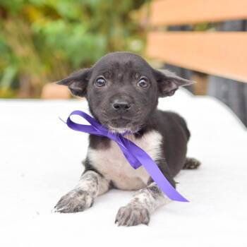Mixed Breed Dogs Available for Adoption in Kailua-kona, Hawaii - Stella | PetCurious
