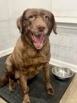 Chocolate Labrador Retriever Dogs Available for Adoption in Killingworth, Connecticut - Molly #78 | PetCurious