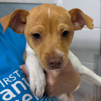 Jim -  Chihuahua and Mixed Breed Dog Available for Adoption in Camden, Delaware - Jim | PetCurious