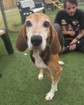 Norman- Senior hound boy waiting for someone to love him. -  Foxhound Dog for Adoption in Conway, South Carolina - Norman- Senior Hound Boy Waiting For Someone To Love Him. | PetCurious