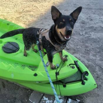 Yogi -  Australian Cattle Dog Blue Heeler Dog for Adoption in Yuma, Arizona - Yogi | PetCurious