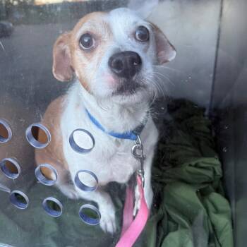 Genie -  Terrier Dog for Adoption in Philadelphia, Pennsylvania - Genie | PetCurious