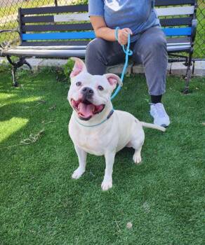 Tito -  American Bully Dog for Adoption in Perth Amboy, New Jersey - Tito | PetCurious