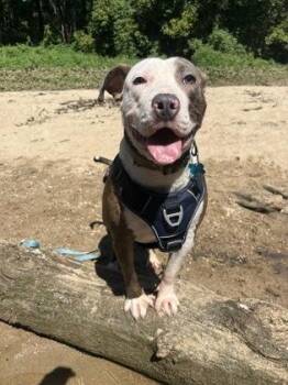 SweaterVest -  Mixed Breed Dog for Adoption in Chamblee, Georgia - SweaterVest | PetCurious