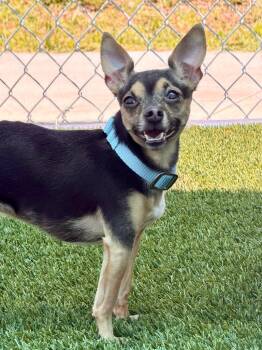 Chihuahua Dogs Available for Adoption in Cape Coral, Florida - Draco | PetCurious